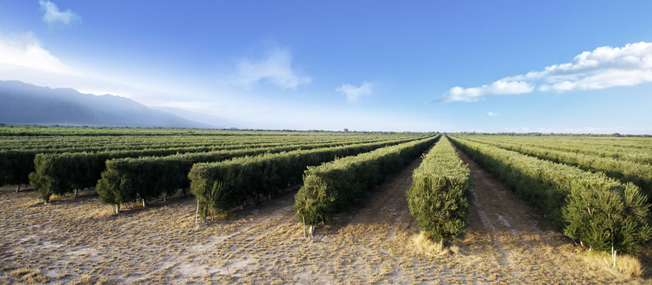 Olea del Valle